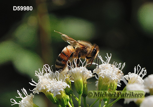 Western Honey Bee (Apis mellifera)